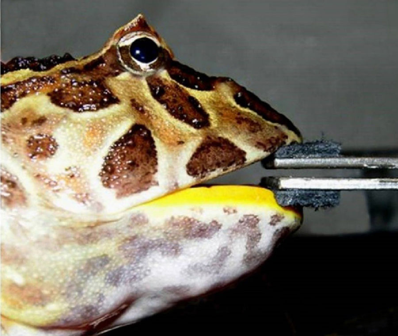 Image: Lappin et al, Sci. Rep (2017)